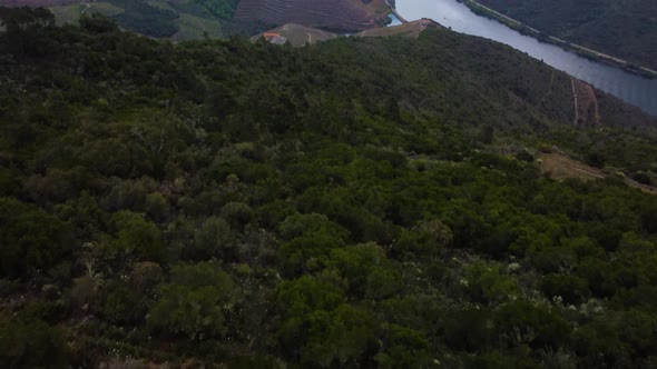 bird's eye view of the douro valley and river with the many terraces and the vineyards of the porto
