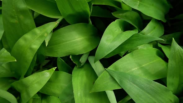 Wild bear garlic.