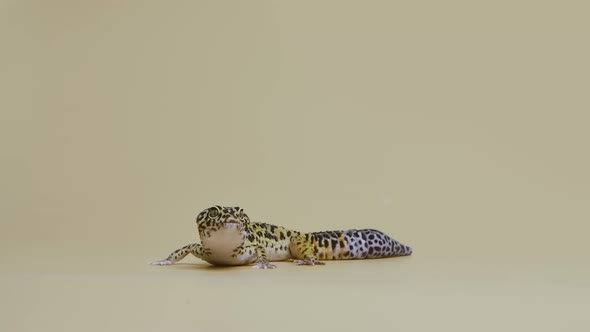 Leopard Gecko Standard Form Eublepharis Macularius on a Beige Background