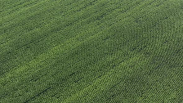 Slow flying over the crop of maize by morning 4K drone footage