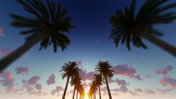 Palm Trees And Clouds