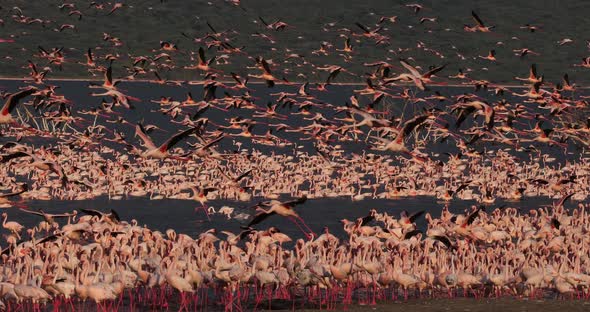 Lesser Flamingo, phoenicopterus minor, Group in Flight, Colony at Bogoria Lake in Kenya