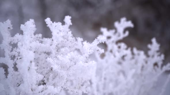 Shrubs and Trees Covered with White Rime Ice 