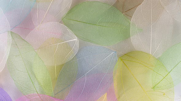 Macro Shot of Transparent Leaves of the Skeleton with Beautiful Texture