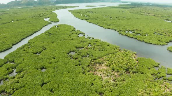 Aerial View of Mangrove Forest and River