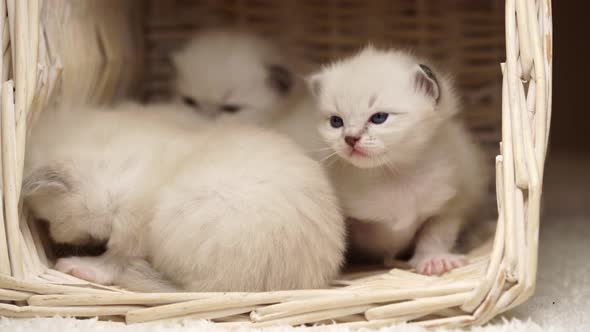 Tired Baby Ragdoll Kittens Close up