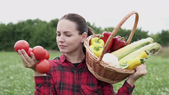 The farmer holds fresh fragrant red tomatoes in his hands. Organic vegetables.