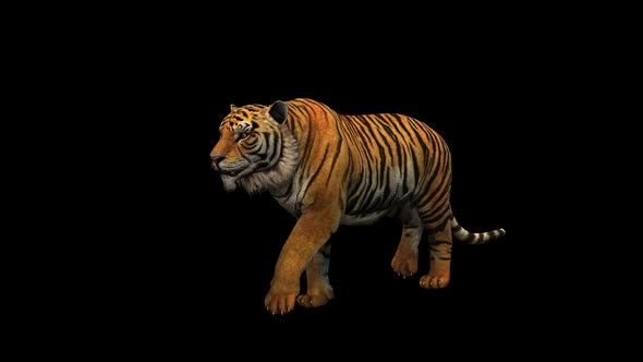 Tiger Fast Walk 3 alt