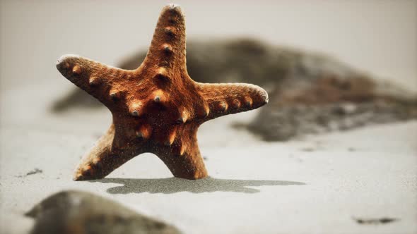 Red Starfish on Ocean Beach with Golden Sand