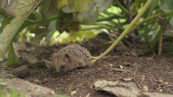 Little European Hedgehog Foraging Food Amidst Zucchini Plants Garden. Closeup