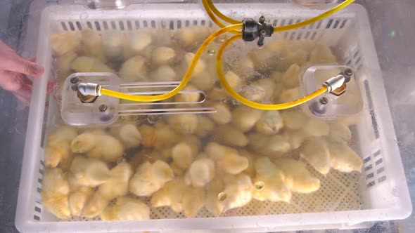 Vaccination of Young Chickens. Chickens in Plastic Containers Are Sprayed with a Solution of the