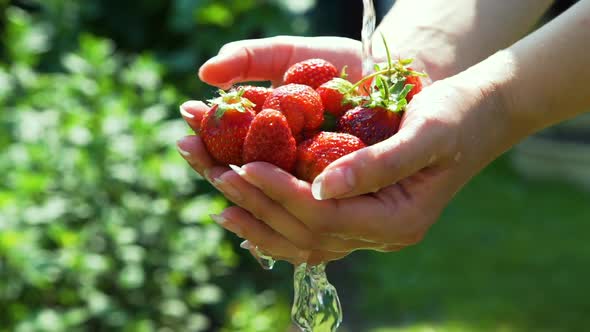 Close Up of Washing Strawberries in Hands