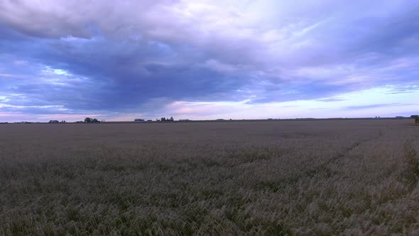Wheatfield beneath dramatic sky