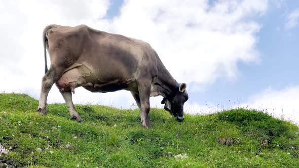 Crazing Cow in the Mountain Summer Season