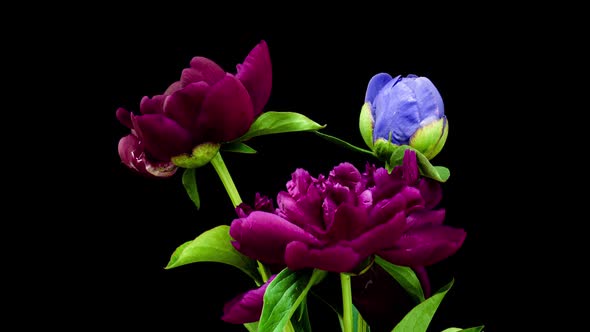 Time Lapse of a Bunch of Burgundy and Blue Peonies Blooming on a Black Background. Blooming Peonies