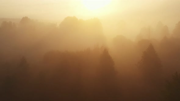 Drone Flying Over Incredible Sunrise Foggy Valley Trees and River Covered with Thick Mist on Amazing