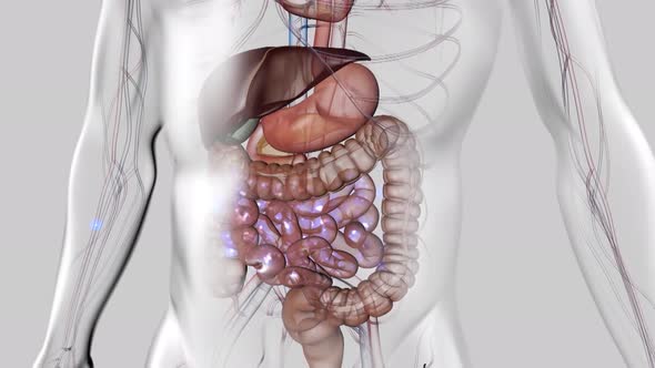 digestion of nutrients in the stomach and energy to the body.mov alt