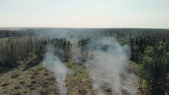 Deforestation, Environmental Damage. Smoke in the Forest, Burning Wood