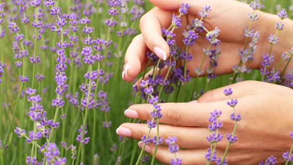 Close-up of a woman's hand walking through a lavender field. Girl's hand touching purple lavender
