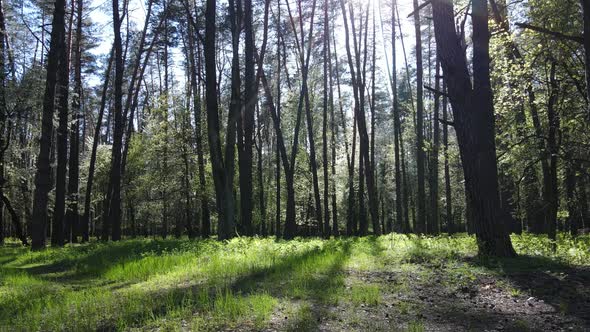 Green Forest During the Day Aerial View