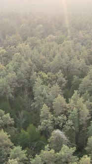 Green Forest on a Summer Day