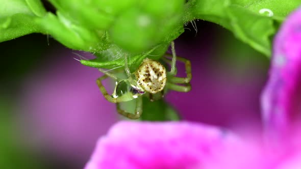 Closeup footage of a crab spider (Thomisidae sp) in a geranium plant getting rid of a drop of water.