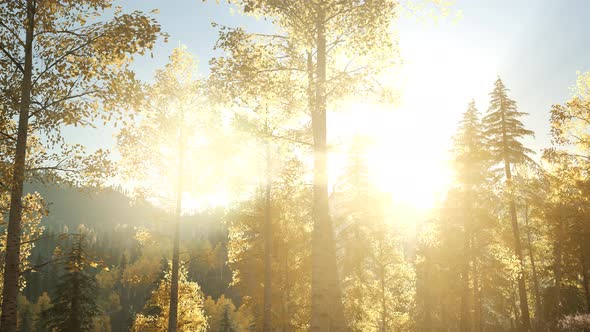 Sun Shining Through Pine Trees in Mountain Forest