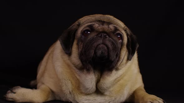Close up of cute pug lying on black background.