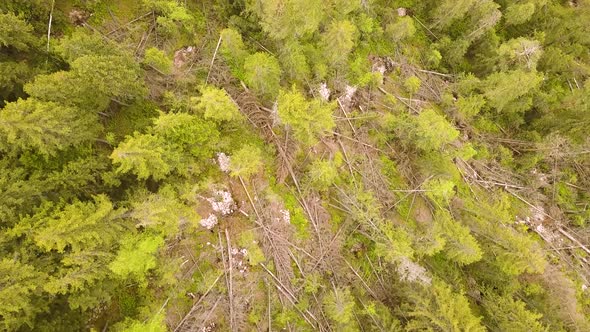 Aerial view of green pine forest with canopies of spruce trees in summer mountains.