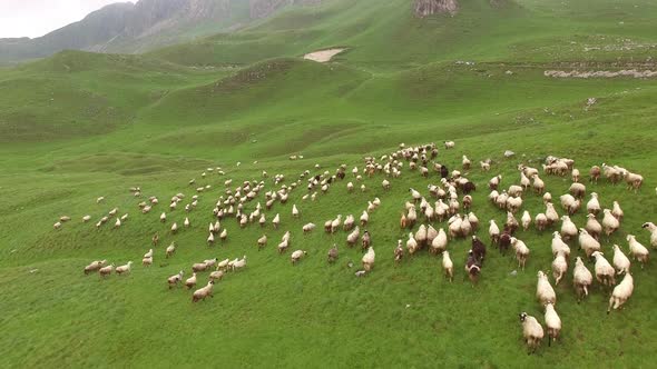 Flock of Sheep Runs Through the Mountains in Northern Montenegro