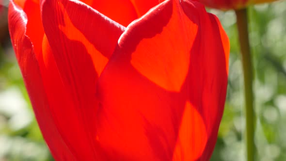 Many beautiful red tulip plants in the garden natural 4K 2160p UltraHD slow  tilting  footage - Tuli