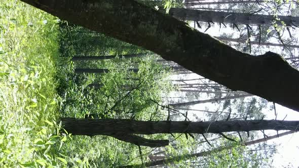 Vertical Video Aerial View Inside a Green Forest with Trees in Summer