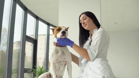 Woman Veterinarian Inspects the Dog in Veterinary Clinic. Medical Business. Veterinarian Medicine