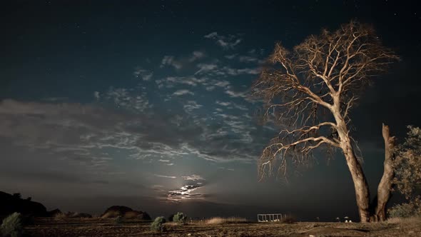 Dry Tree at Night Against the Background of the Night Sky and Moving Clouds.