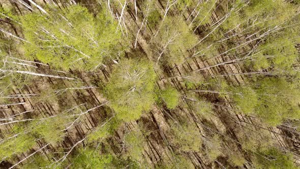 Forest From a Bird's Eye View