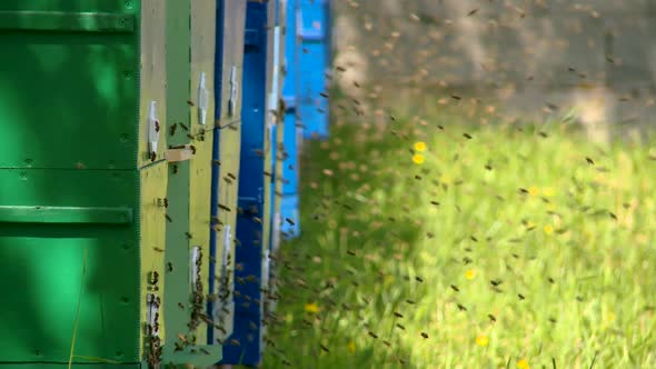 Bees In Front Of The Hive