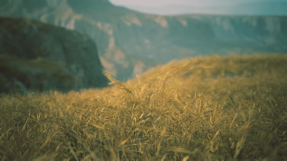 Golden Rocks and Grass in Mountains