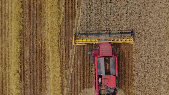 Combine harvester moving on the yellow field