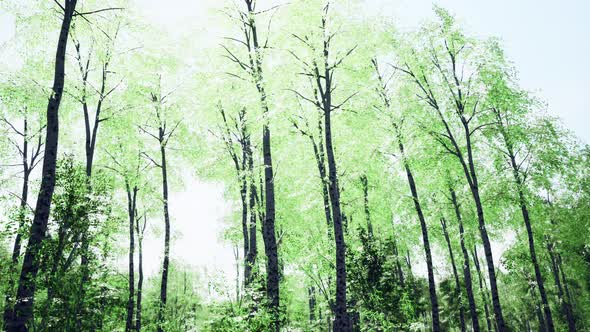 Birch Forest in Sun Rays in the Mornings