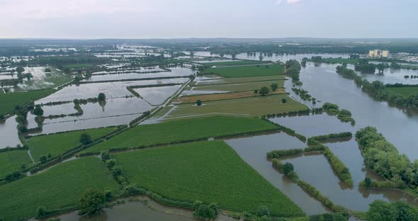 Aerial view of corn field along river Maas, The Netherlands.