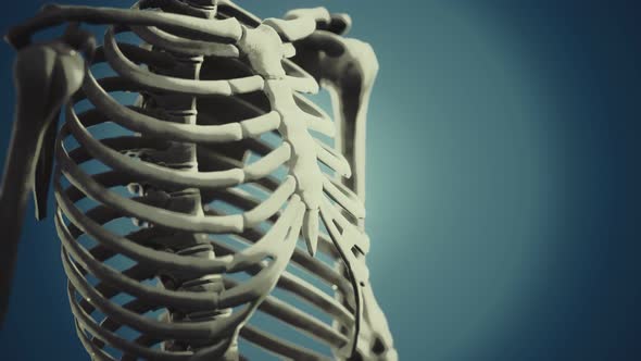 Full Human Skeleton Standing