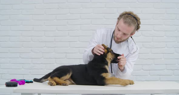 Process Examination By Veterinarian in Suitable Place