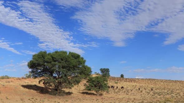 Time Lapse Kalahari Desert With Foraging Blue Wildebeest