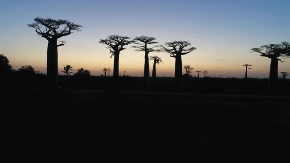 Avenue Of The Baobabs Morondava Madagascar 44