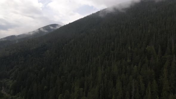 Flying over a hillside covered in pine forest with clouds reaching all the way down to the treetops