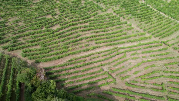 Aerial View of Vineyard Fields on the Hills in Italy Growing Rows of Grapes