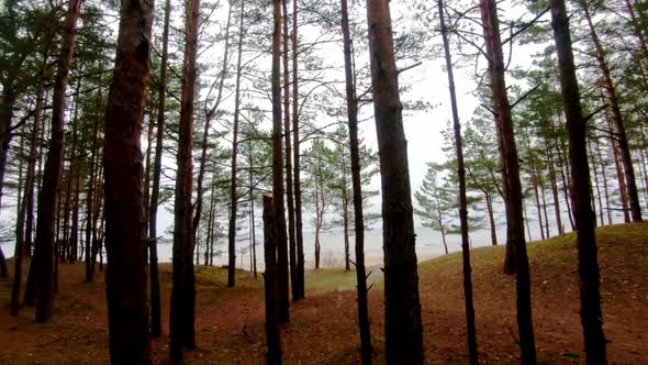 walking in a northen baltic pine forest in latvia, getting lost to enjoy the nature alone and meet t