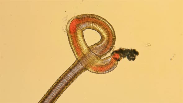 Black Sea Plankton and Zooplankton Under a Microscope, Marine Roundworm