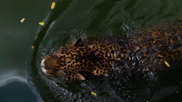 jaguar tiger playing and swimming in pond