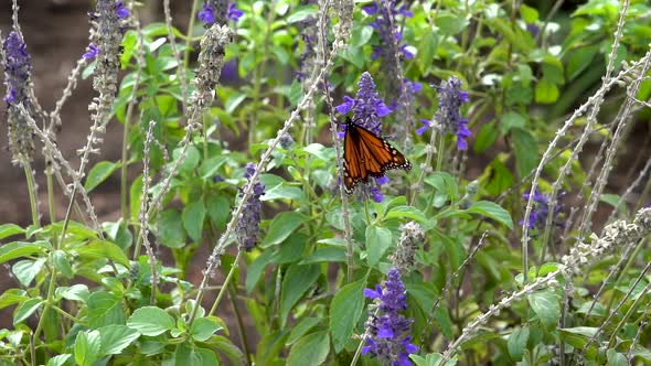 Resting on a purple flower, a single monarch opens its wings revealing it's spectacular colors.